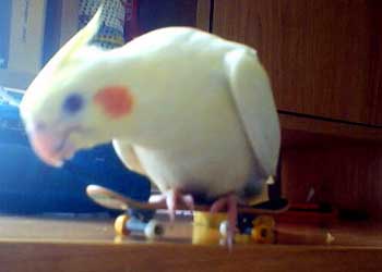 Animals Skateboarding